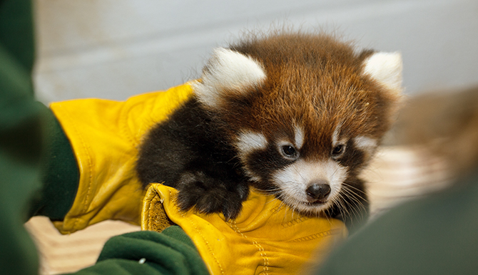 Lincoln Park Zoo